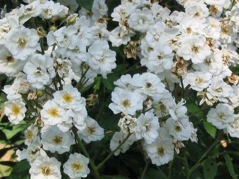 Rosa Rambling Rector