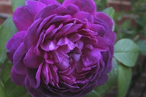 Rosa Reine des Violettes