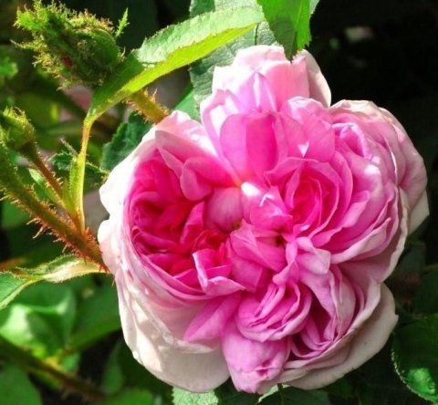 Rosa René d'Anjou