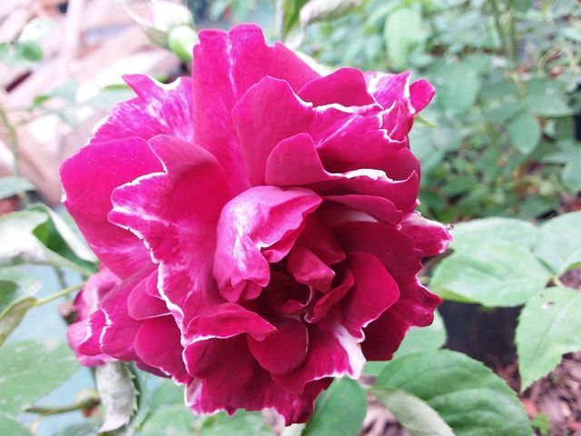 Rosa Roger Lambelin