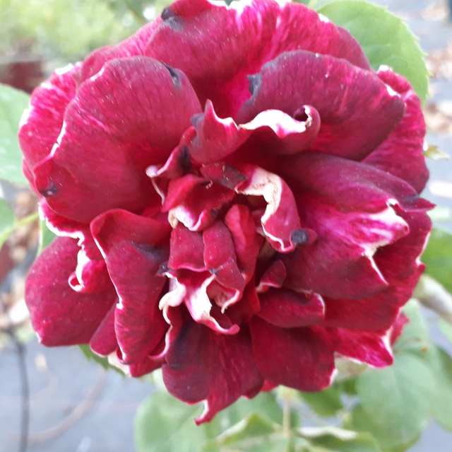 Rosa Roger Lambelin