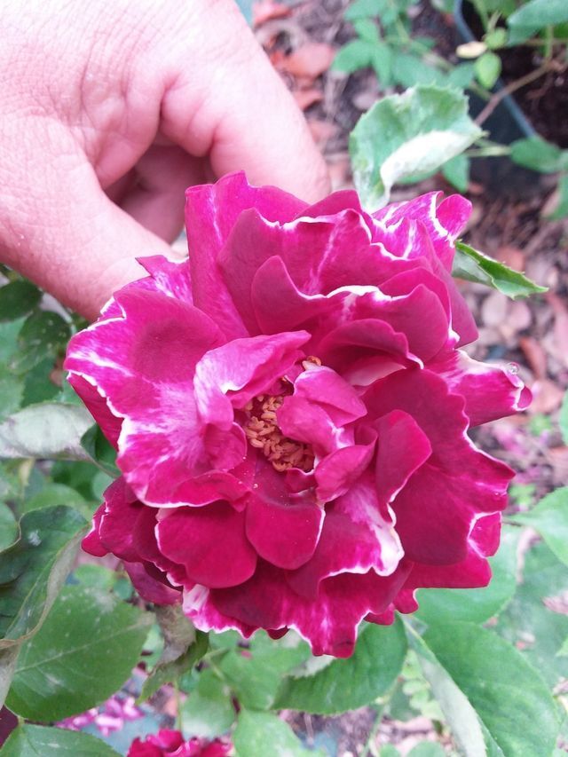Rosa Roger Lambelin