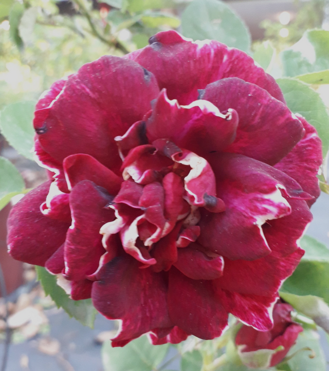 Rosa Roger Lambelin