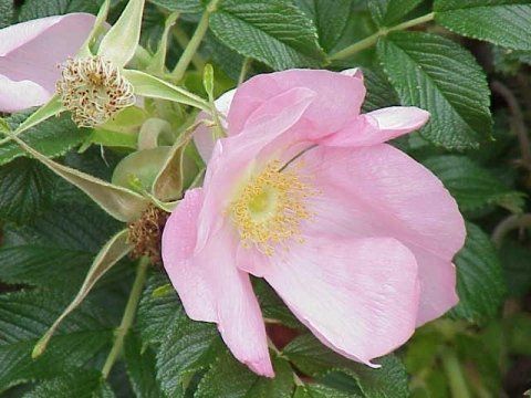  Rosa Rugosa