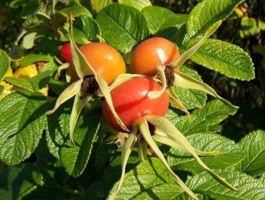  Rosa Rugosa