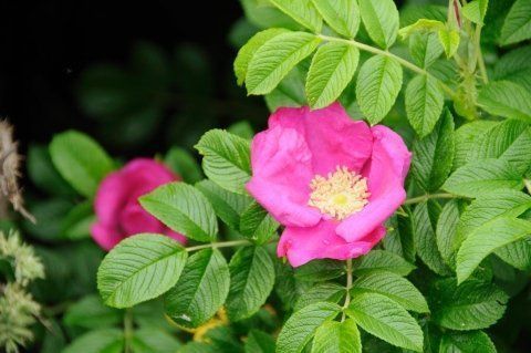 Rosa Rugosa