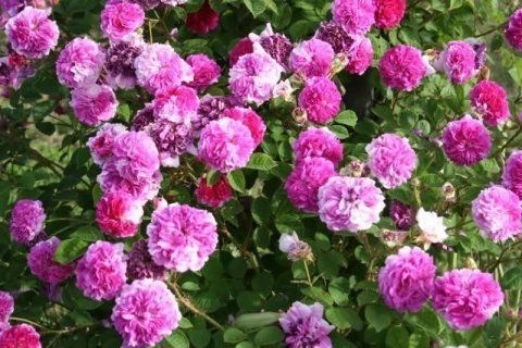 Rosa Russelliana
