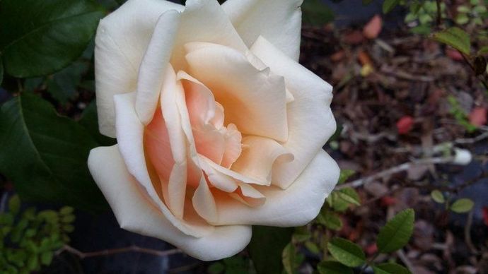 Rosa Safrano