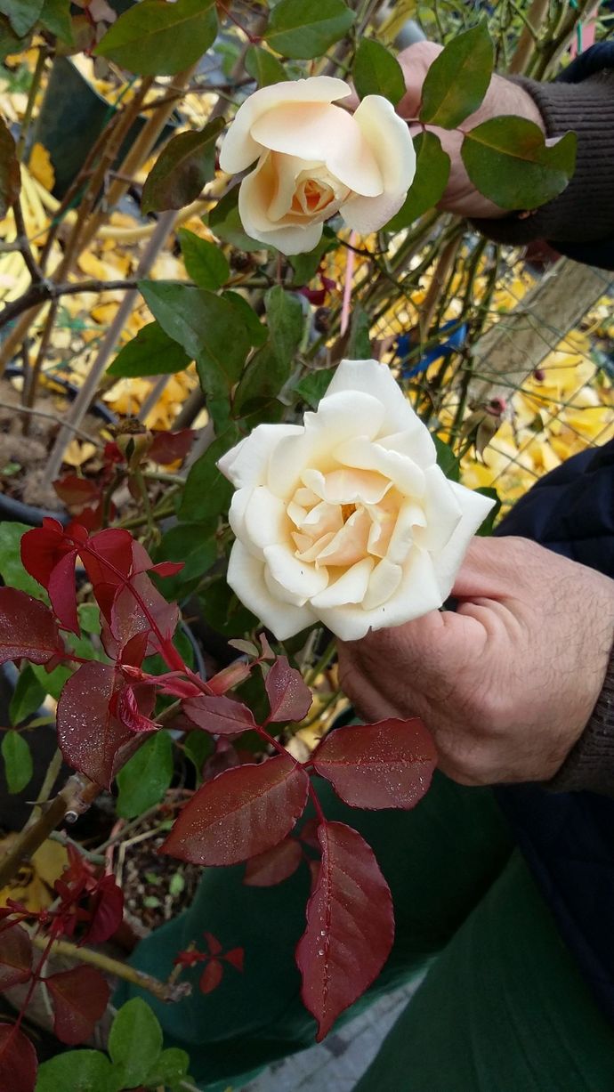 Rosa Safrano