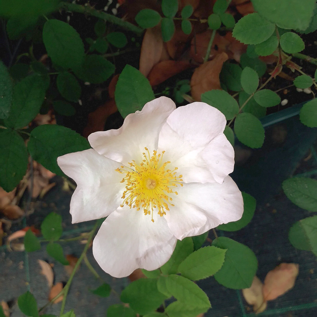 Rosa Sancta (o Rosa Richardii)