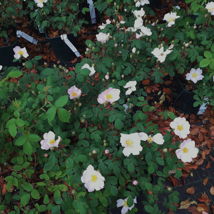 Rosa Sancta (o Rosa Richardii)
