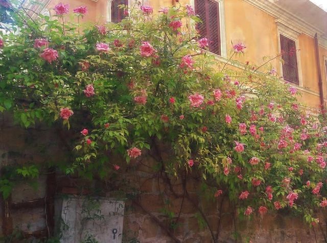 Rosa Senateur La Follette