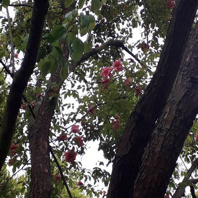 Rosa Senateur La Follette