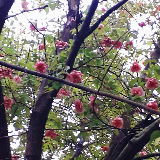 Rosa Senateur La Follette