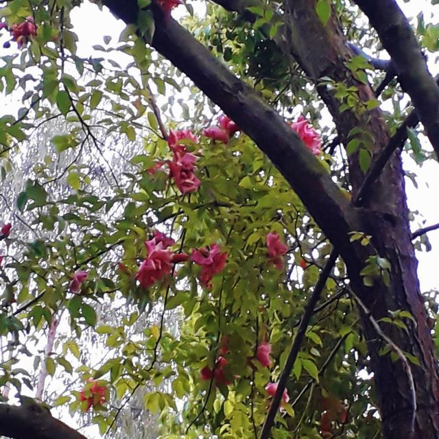 Rosa Senateur La Follette