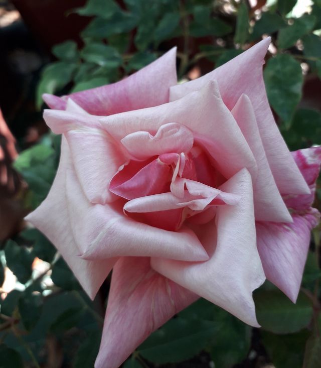 Rosa Senateur La Follette