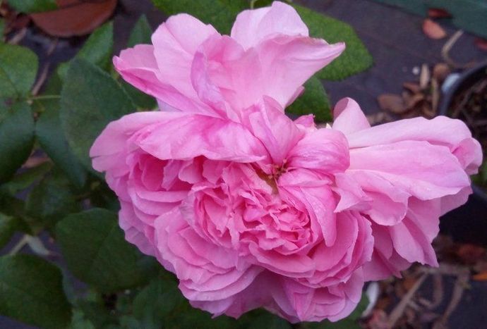 Rosa Sidonie