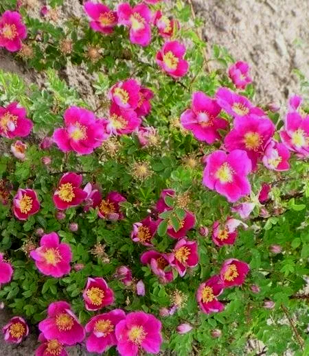 Rosa Single Cherry