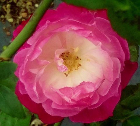 Rosa Sophie's Perpetual