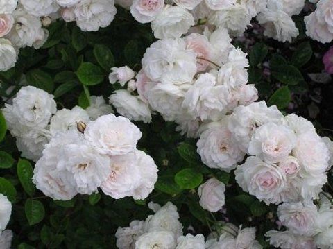 Rosa Souvenir D'Adolphe Turc