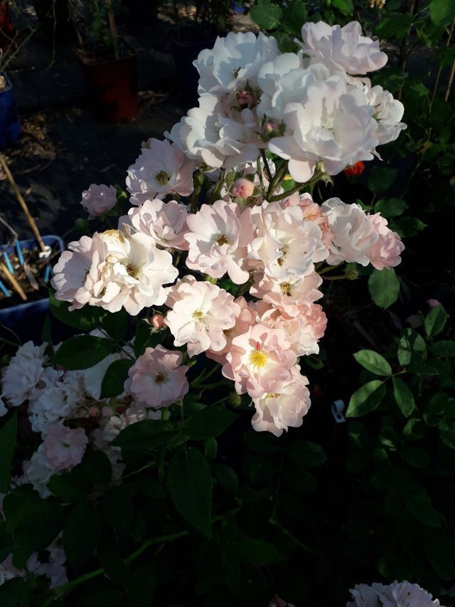 Rosa Souvenir D'Adolphe Turc