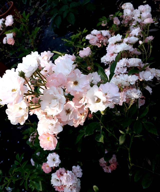 Rosa Souvenir D'Adolphe Turc