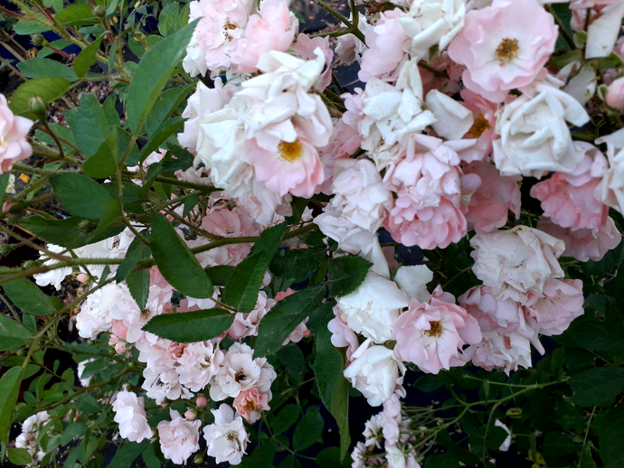 Rosa Souvenir D'Adolphe Turc