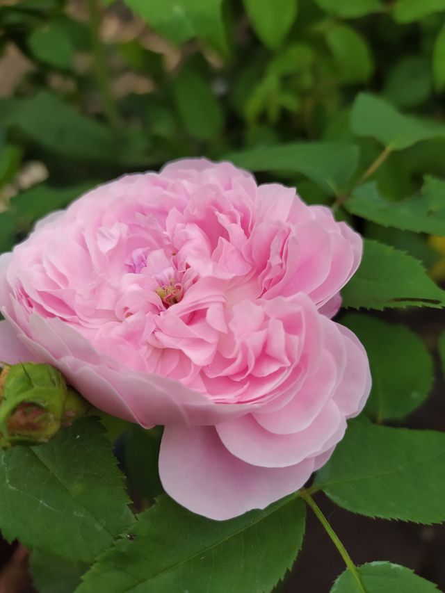 Rosa Souvenir de McKinley