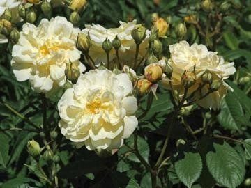 Rosa Thisbe