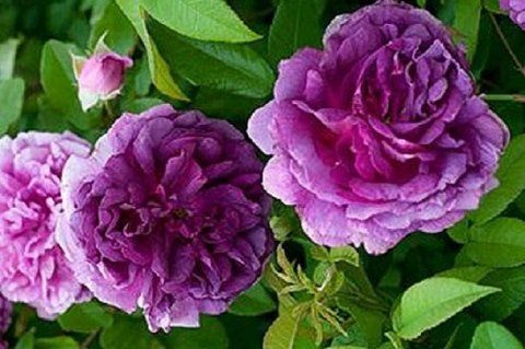 Rosa Tour de Malakoff