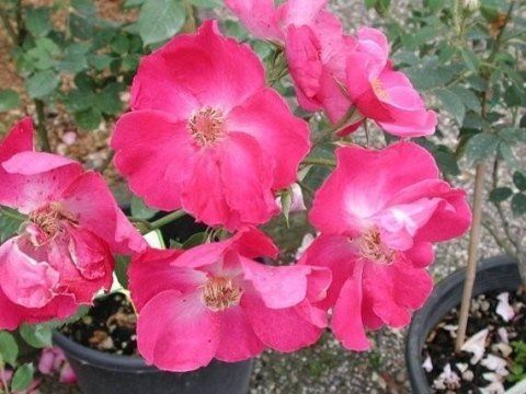 Rosa Vanity