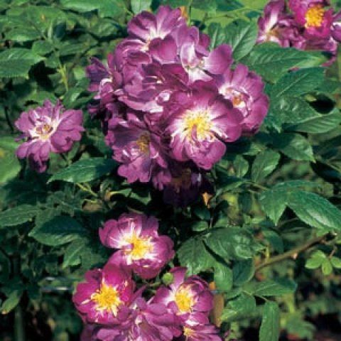 Rosa Veilchenblau