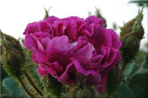 Rosa William Lobb
