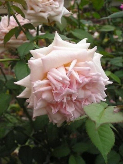 Rosa William R. Smith