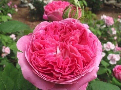 Rosa Yolande d' Aragon