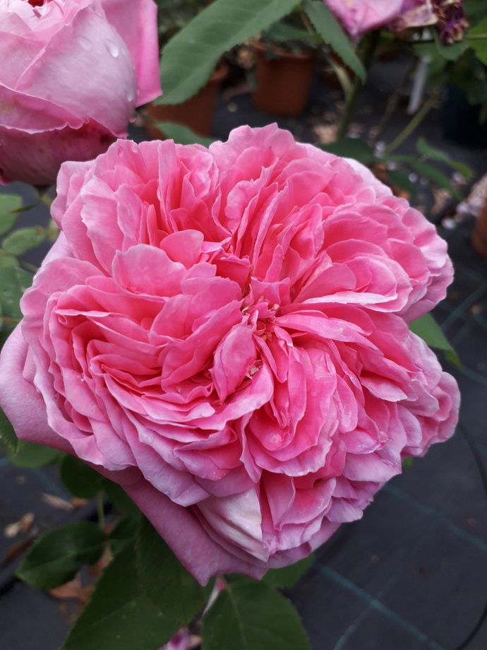 Rosa Yolande d' Aragon