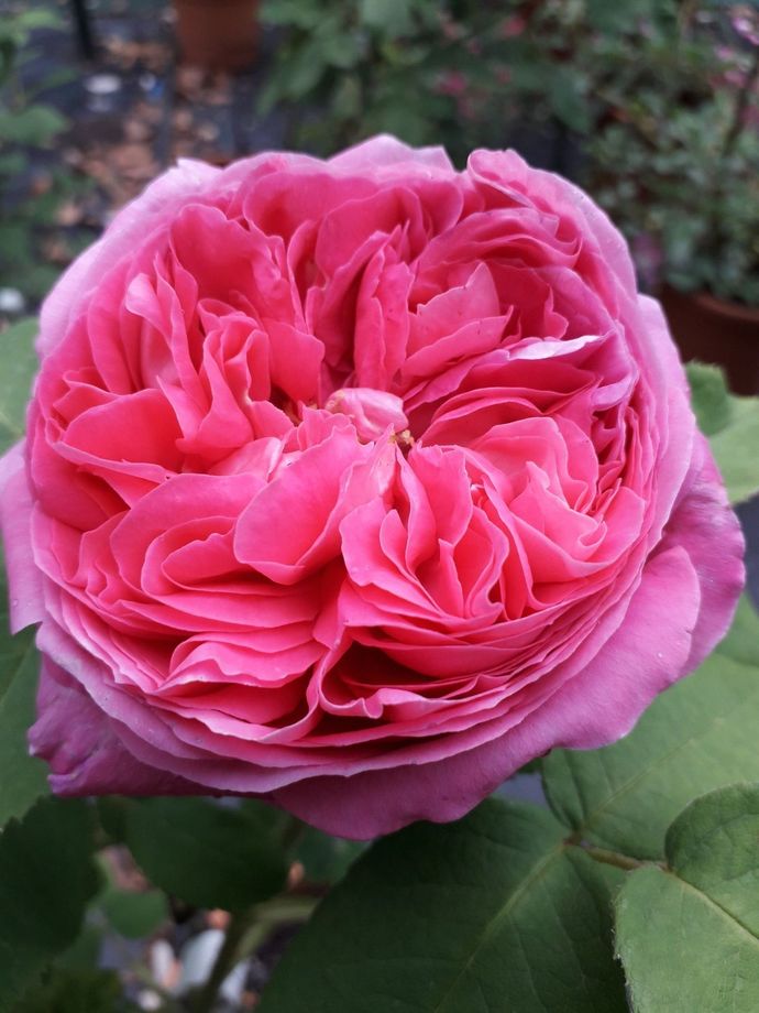 Rosa Yolande d' Aragon