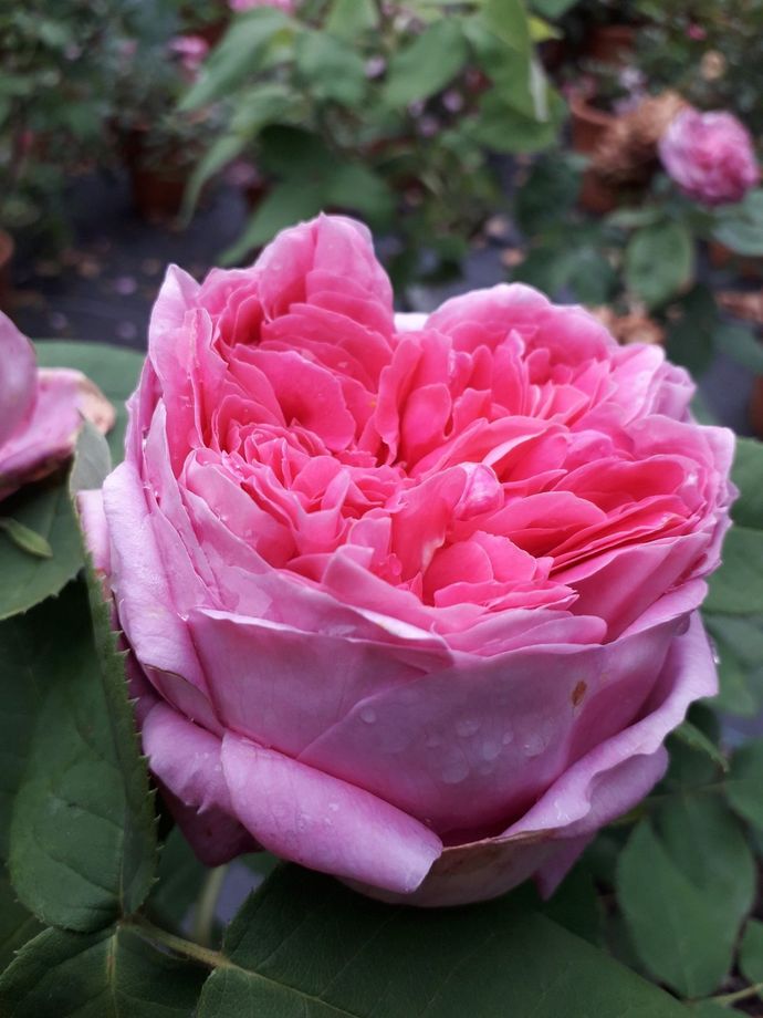 Rosa Yolande d' Aragon