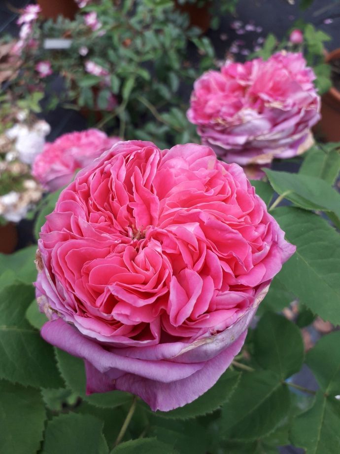 Rosa Yolande d' Aragon