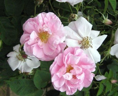 Rosa York and Lancaster