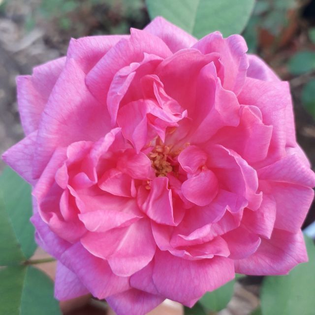 Rosa Boufarik