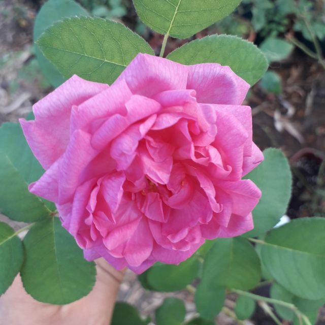 Rosa Boufarik