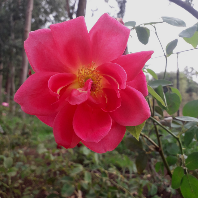 Rosa Cuba