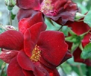 Rosa Duscky Maiden