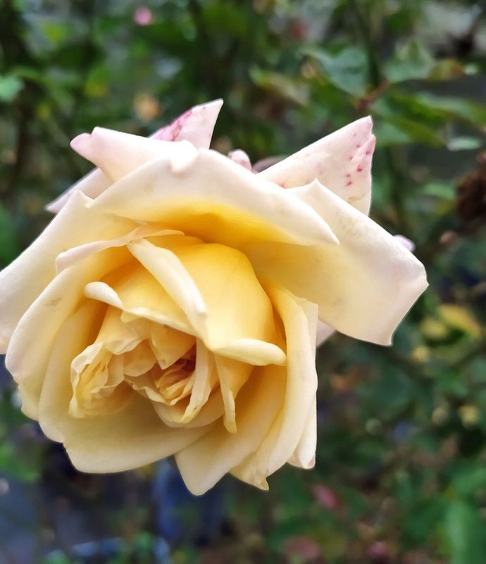 Rosa M.lle Franziska Krüger
