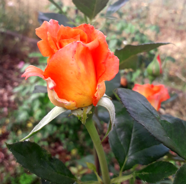 Rosa Nova lux