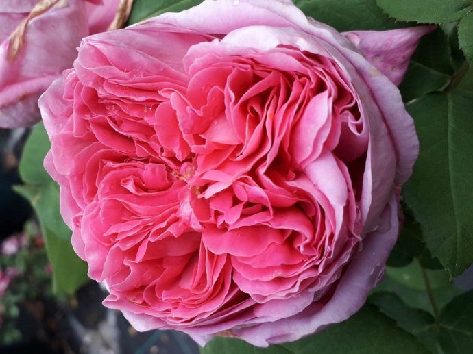 Rosa Yolande d' Aragon