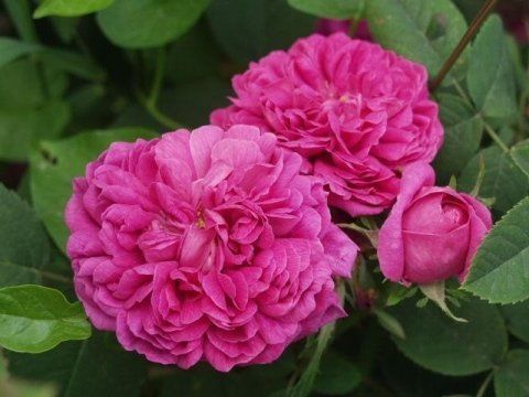 Rose de Rescht