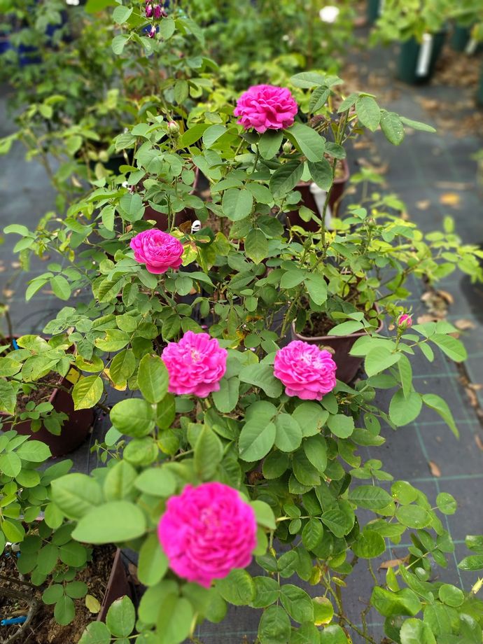 Rose de Rescht