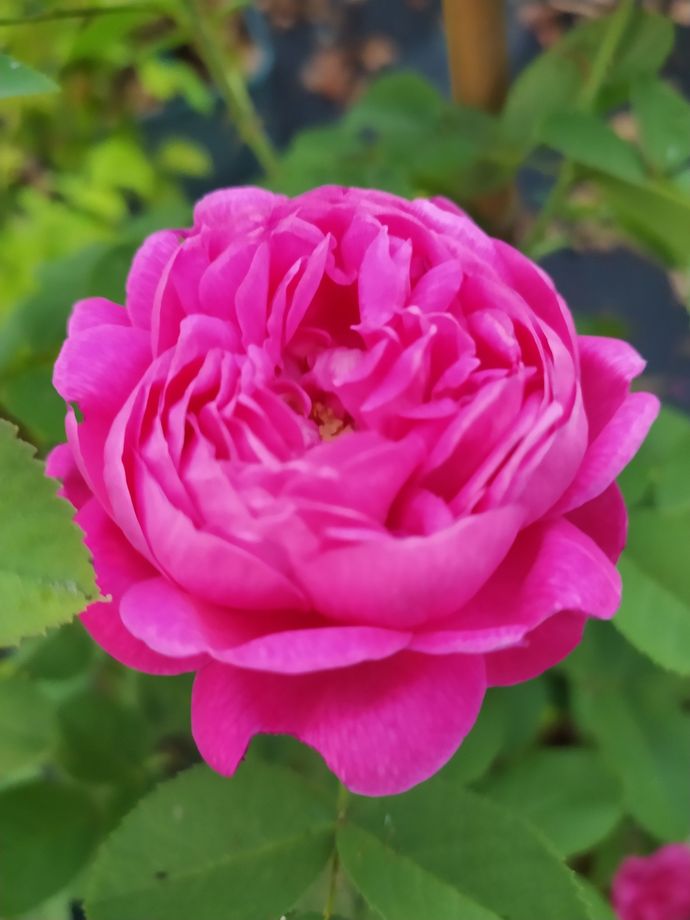 Rose de Rescht